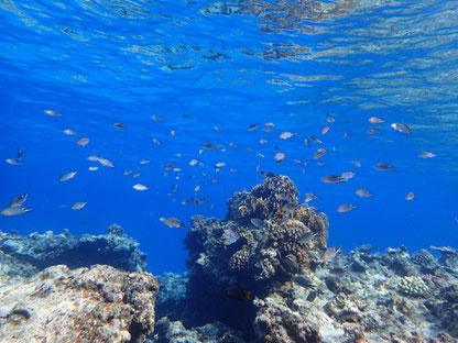 石垣島でのんびりダイビング「浅瀬」ヒートハートクラブ