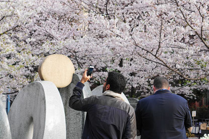 花見をする外国人_SLP