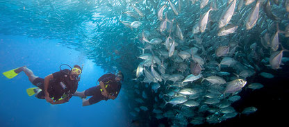 Plongeurs à côté d'un banc de poissons pour la spécialité PADI plongeur naturalist à Nusa Penida