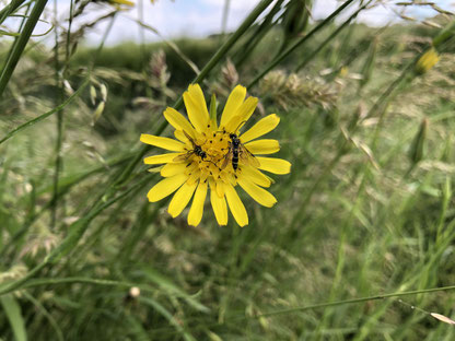 Zwei Pflanzenwespen auf einer großen gelben Blüte