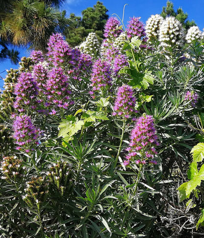 Büsche mit violetten und weißen Blütenkerzen
