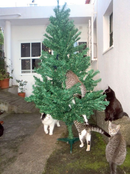 Weihnachtsbaum