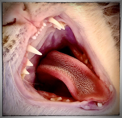 Auf der Zunge befinden sich zahlreiche nach hinten gerichtete verhornte Papillen, Foto ©Kuhlmey