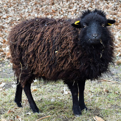 10 Monate altes Lamm mit von der Sonne ausgeblichener Wolle