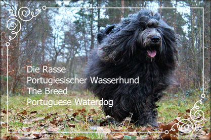 OUTSIDE THE BOX  Rasse Portugiesischer Wasserhund/Breed Portuguese Waterdog  Vet.Ch. Benni Barnabas (Barnabas do Bom-Tempo)