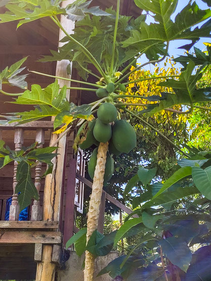 Papayabaum in Kampot