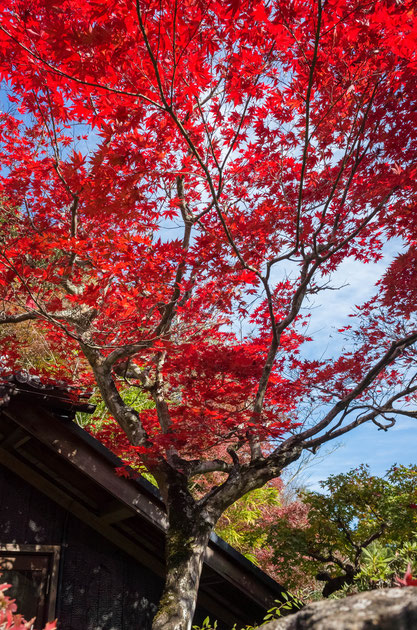 京都亀岡・神蔵寺の紅葉