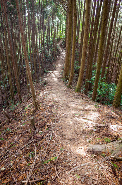 【京都トレイル北山西部コース】