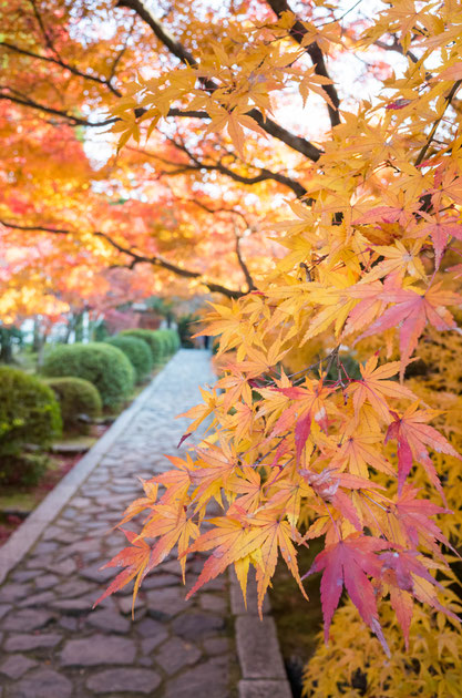 京都京田辺 一休寺の紅葉