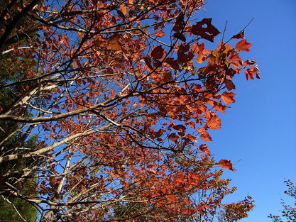 木々の紅葉が青空に映えます