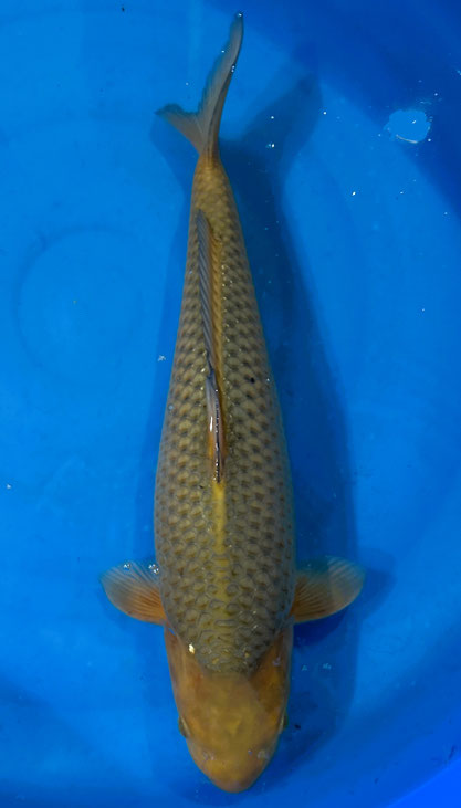 Marusei Nisai Chagoi, 50 cm, female, Preis 280 Euro