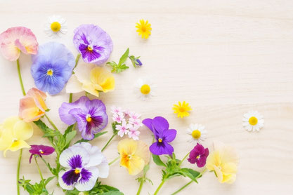 色とりどりのパンジーの花たち。