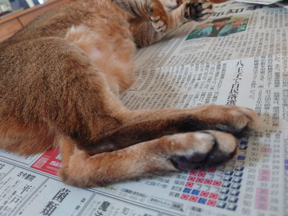 新聞の上からどかない猫