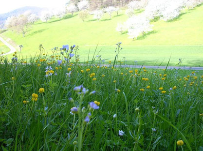 Frühling 24.04.10