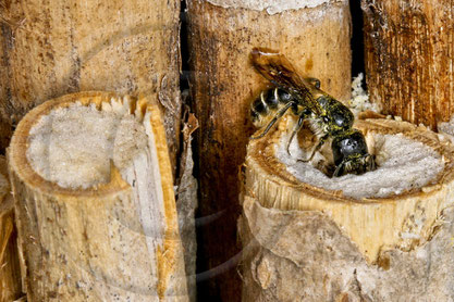 Insektennisthilfe Insektenhotel Nisthilfe Mark markhaltige Stängel solitäre Wildbiene insect nesting aid insect hotel myelinated stems brambleberry wildbee