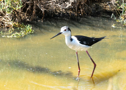 Bild: Parc ornithologique de Pont-de-Gau 