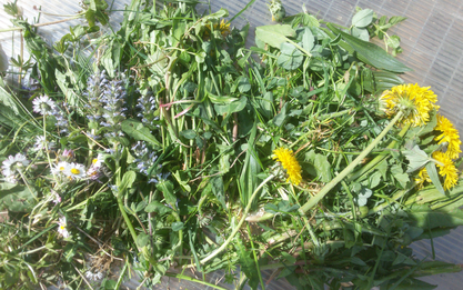 Bunte Mischung aus Wiesenblumen und Kräutern - das ideale Schildkrötenfutter