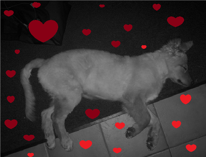 Bellis