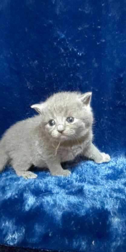 スコティッシュフォールド 子猫 ブリーダー 猫