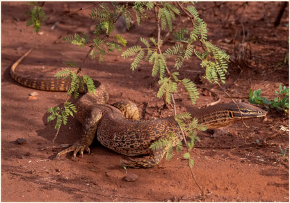 Karijini Nationalpark, Pilbara, Western Australia, WA, Roadtrip, Westaustralien, Water Monitor