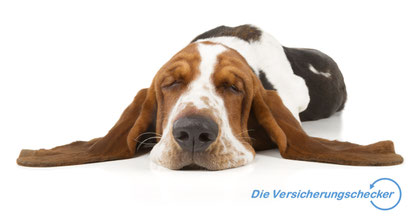 Beste Hunde-OP-Versicherung Hundekrankenversicherung Tierhalterhaftpflichtversicherung