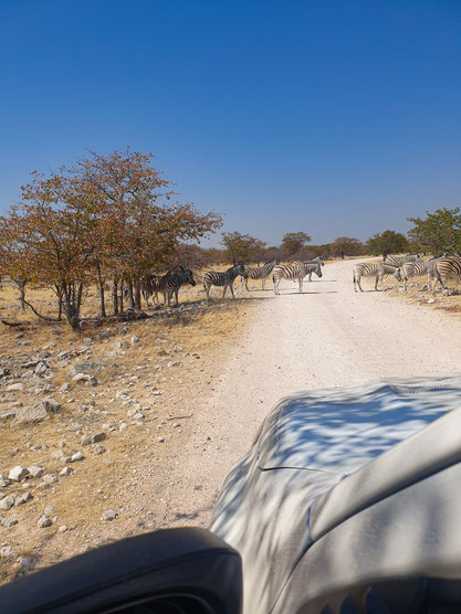 Etosha Safari