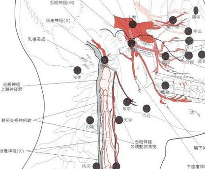 中央部の上頚神経節があります。