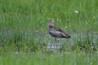 Grosser Brachvogel, Regentalaue - Foto: Peter Zach