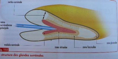 Structure des glandes surrénales