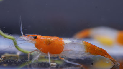 Orange Rili Garnele