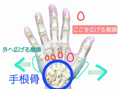 手の骨の構造の画像