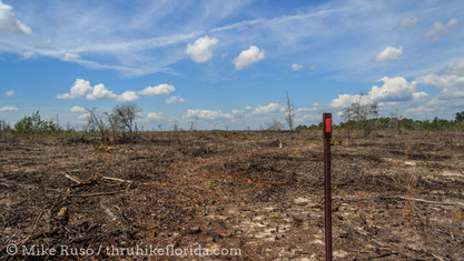 this clear cut on public land was the first step in restoring an old tree farm to natural habitat, but commercial logging also takes place along the FT