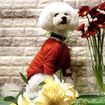 花と犬