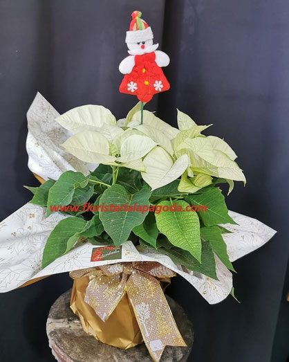 Poinsettia M15cm  desde 15,00€