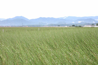 熊本県の畳表産地で、風に揺れるイ草の田んぼの様子