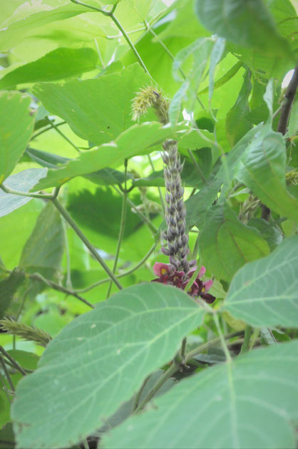 葛の花　里山ぐらし　自然栽培　ハーブ講座　