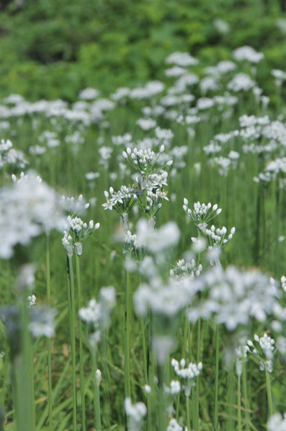 ニラの花　自然栽培　体験農場　ハーブ講座