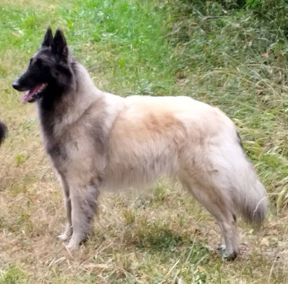 Pink Floyd's Fan Des Loups de la Tiarde
