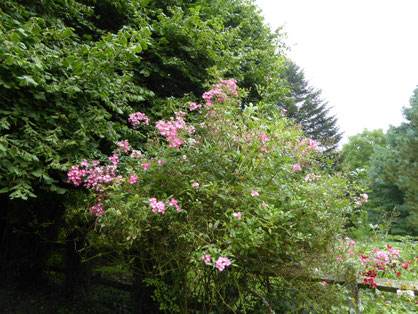 Rosier 'Mozart'