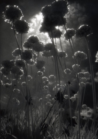 Flowers, Huelva, Spain.