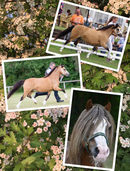 Oostdijk's Ceridwen Maybelline, ster & Oostdijk's Ceridwen Memory, vrl. keur, both are safely scanned in foal by Springbourne Elmer