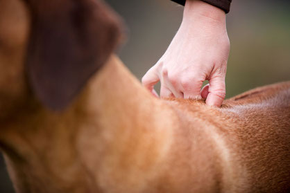 Chiropraktik beim Hund durch den Tierarzt