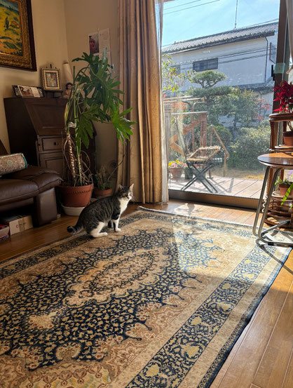 QUM silk ドザールサイズ　　ニャン様お気に入りの1枚だそうです。