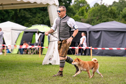 FCI Deckrüde Shiba - Champion - Hundeausstellung
