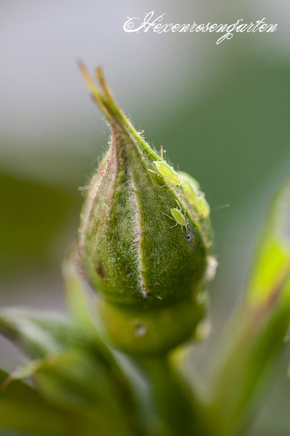 Blattläuse an den Knospen der früh blühenden Strauchrose Frühlingsduft 