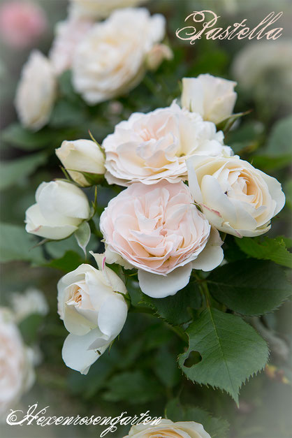 Rosiger Adventskalender im Hexenrosengarten - Floribundarose Pastella mit ADR-Prädikat aus dem Hause Tantau