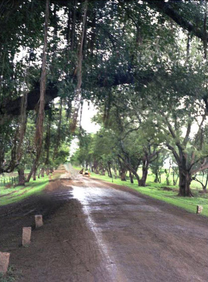 This photo was taken by Bill Reading as he rode his bicylcle to Meherabad, India