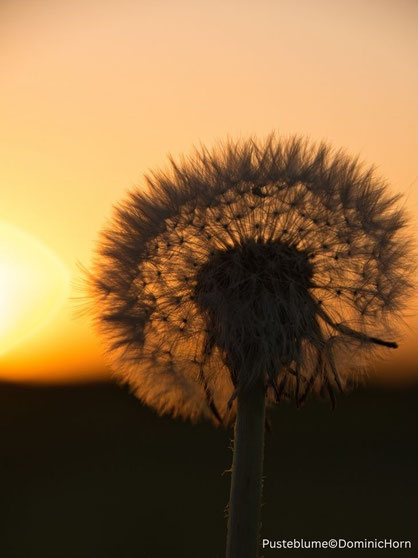 Pusteblume in der Abendsonne von Dominic Horn - 15 Jahre