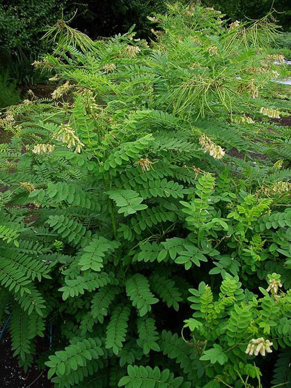 　クララ（古参）マメ科クララ属　2004.06.12　都立薬草植物園