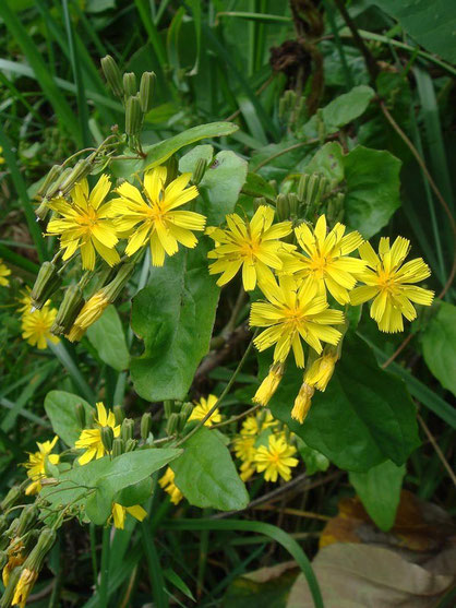 　ヤクシソウ　　2008.09.27　群馬県吾妻郡　暮坂峠